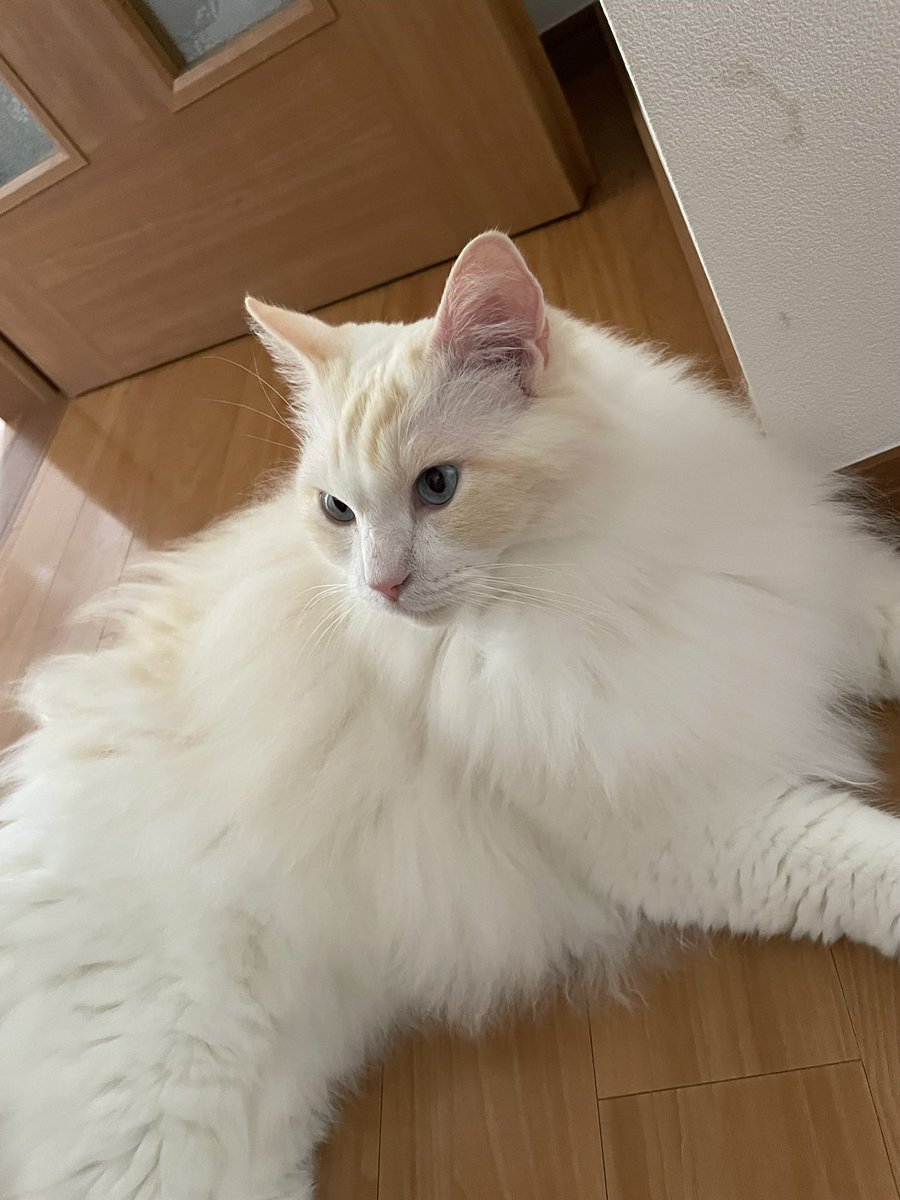 craftnest_2023's tweet photo. 6月3日（水） #クラフトネスト 

22時にて本日の営業を終了いたします。
ご利用ありがとうございました☆
明日も13時より皆さまのお越しをお待ちしております♪

週末のご予約も承っております。
日曜日は休まず営業しますのでぜひご利用ください✨

お疲れさまでした！

✨ご予約は1ヶ月前から受付ています✨
https://t.co/VKQobvgb1S
03-6407-1049
⬇️週末空席状況⬇️
6/6（土）🈳8席
6/7（日）🈳13席 ✨営業します✨
6/13（土）🈳15席
6/14（日）🈳16席
6/20（土）🈳10席
6/21（日）🈳10席