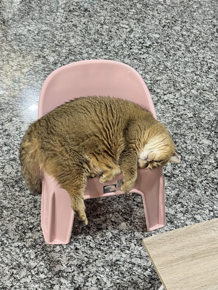 หมาๆ🐶แมวๆ🐱 tweet media