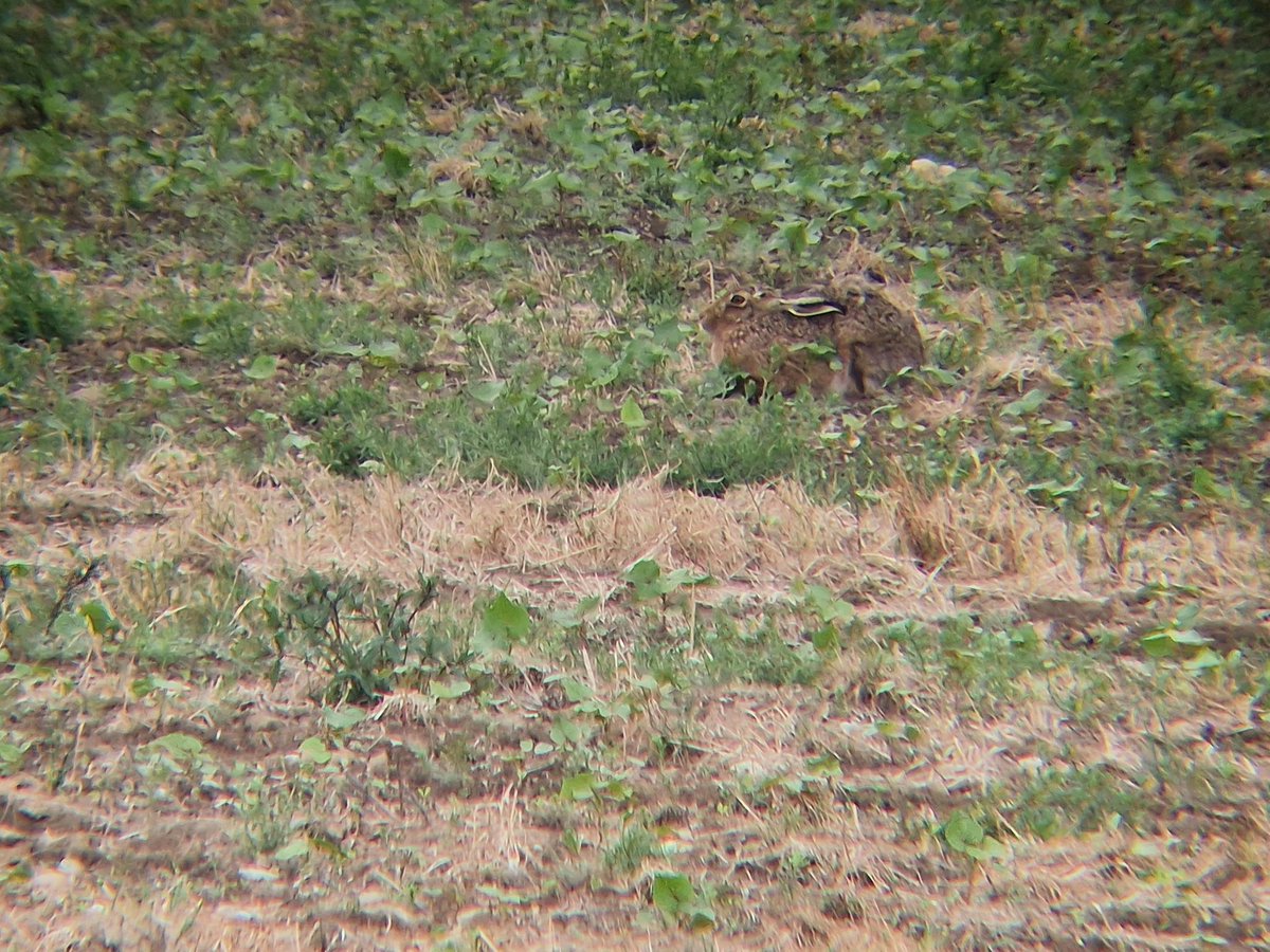 ToursNatural's tweet photo. I'm blessed to have a local patch with numbers of Brown Hare (and just a stones throw from the edge of the city) - this mornings walk found 8 in just 3 arable fields before the rain. Also a pair of incubating Oycs, 6 Skylark, 4 Linnet, 2 Yellowhammer &amp; Whitethroat @HPT_Official https://t.co/bvvfncQZAq