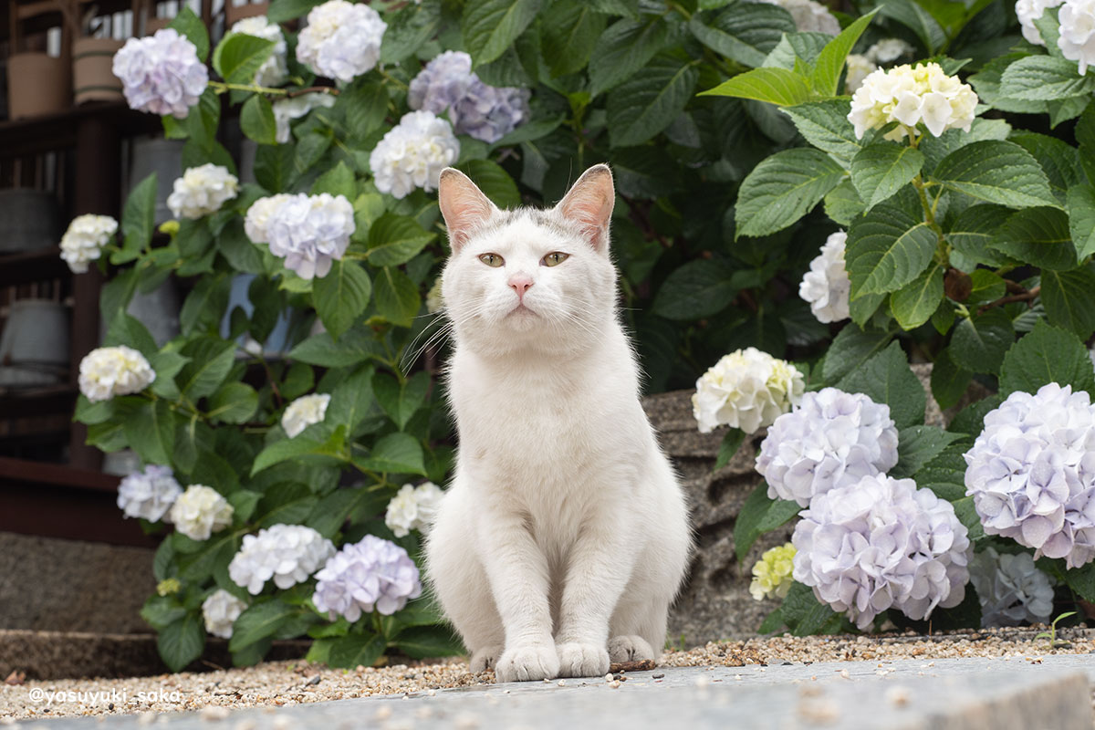yasuyuki_saka's tweet photo. ねこ。 #猫 #ねこ #cat #猫写真 https://t.co/i8yK3F9Tze