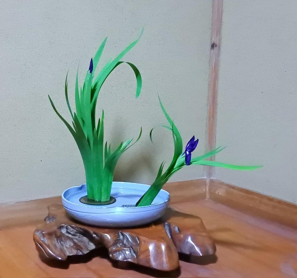 uno7uno7's tweet photo. #生け花 のお稽古
【花材】#かきつばた
【花器】水盤
【花形】#格花  
　　 ←竪姿　二花二十三葉
          →横姿   一花十三葉
【流派】#未生流中山文甫会

毎年この時期恒例の葉組。難しいけど、せめて一度はしておかないと!!
丁寧にためて(曲げて)かきつばた特有の色気を出していきます🌿 https://t.co/Wi1w9JPI6p