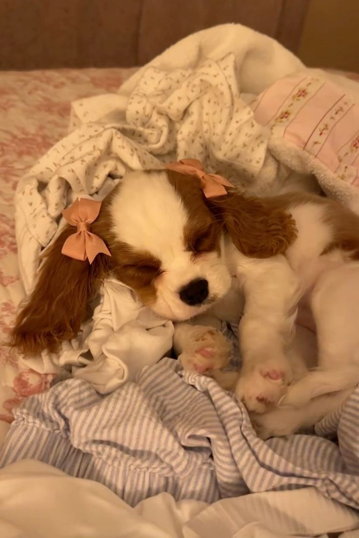 𝒹𝓊𝓁𝒸𝑒𝓈 𝓇𝓊𝒾𝓃𝒶𝓈 𝒹𝑒𝓁 𝒸𝑜𝓇𝒶𝓏𝑜𝓃 tweet media