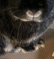 Meety11cha's tweet photo. 本日はこちらのマフから採取しました。 https://t.co/oohfvddYyp