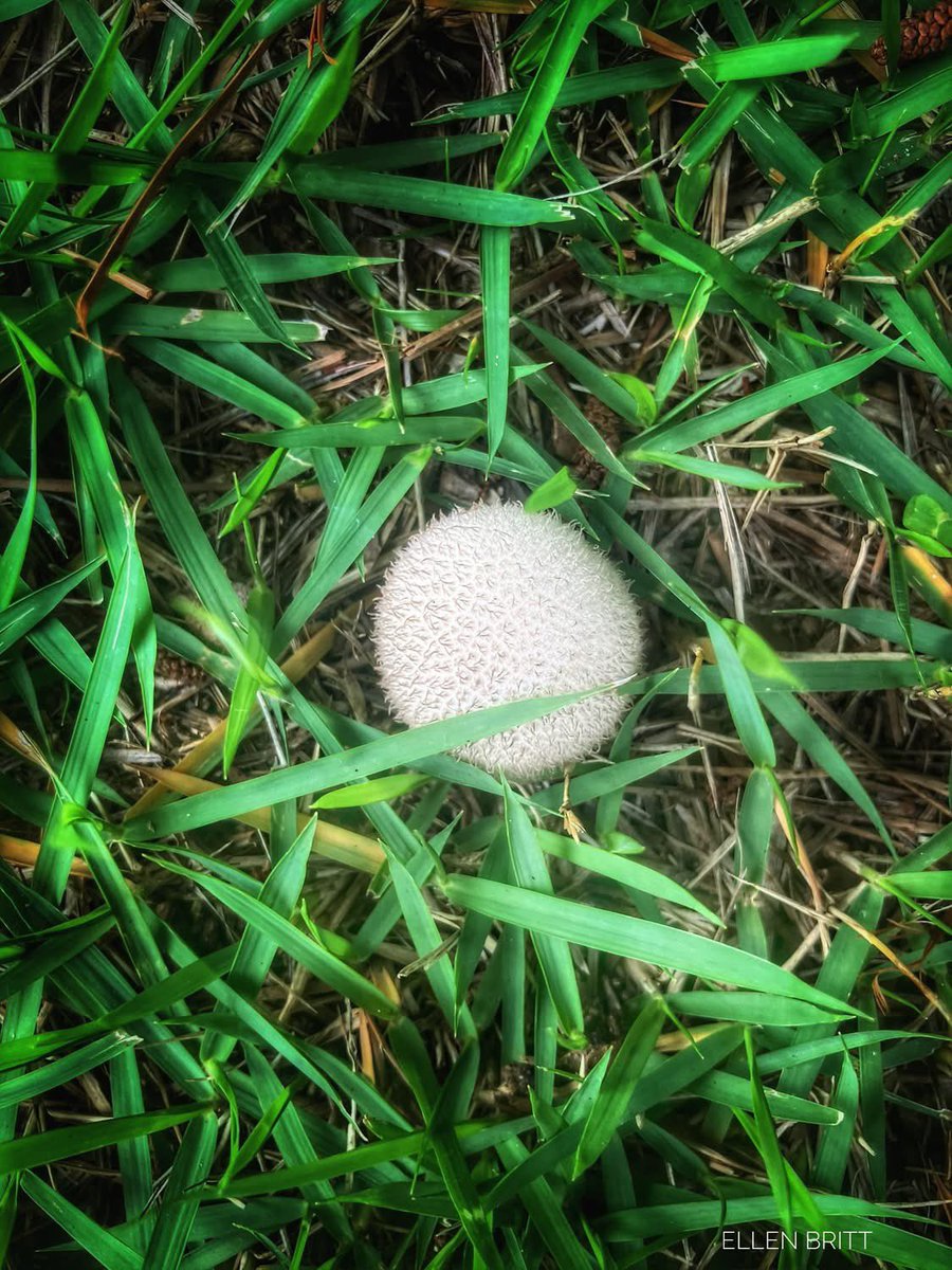 ellenbritt's tweet photo. “The magical always surrounds me, always involves me. lt opens spaces that have no doors and leads out into the open where there is no exit.”

~ Carl Jung https://t.co/DxuUThAyqn