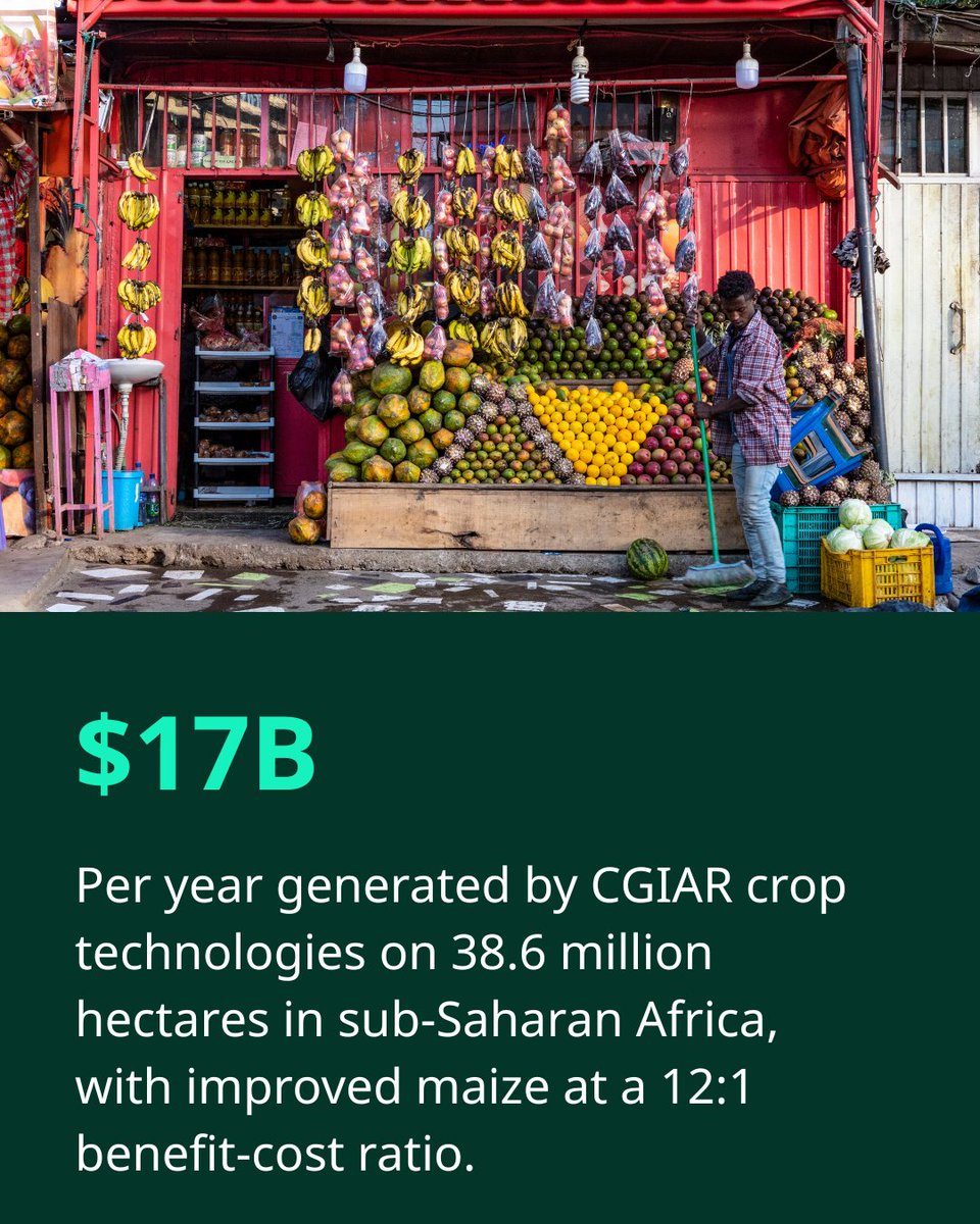CGIAR's tweet photo. 🌍 🧑‍🌾 87% of rural households in Ethiopia used CGIAR-supported innovations. That's not a pilot program. That's scale. 🌍

This brief tells the story of what happens when agricultural research reaches the farmers who need it most 👉  https://t.co/NUPduqeb03

#OneCGIAR https://t.co/yAZRoc9HxW