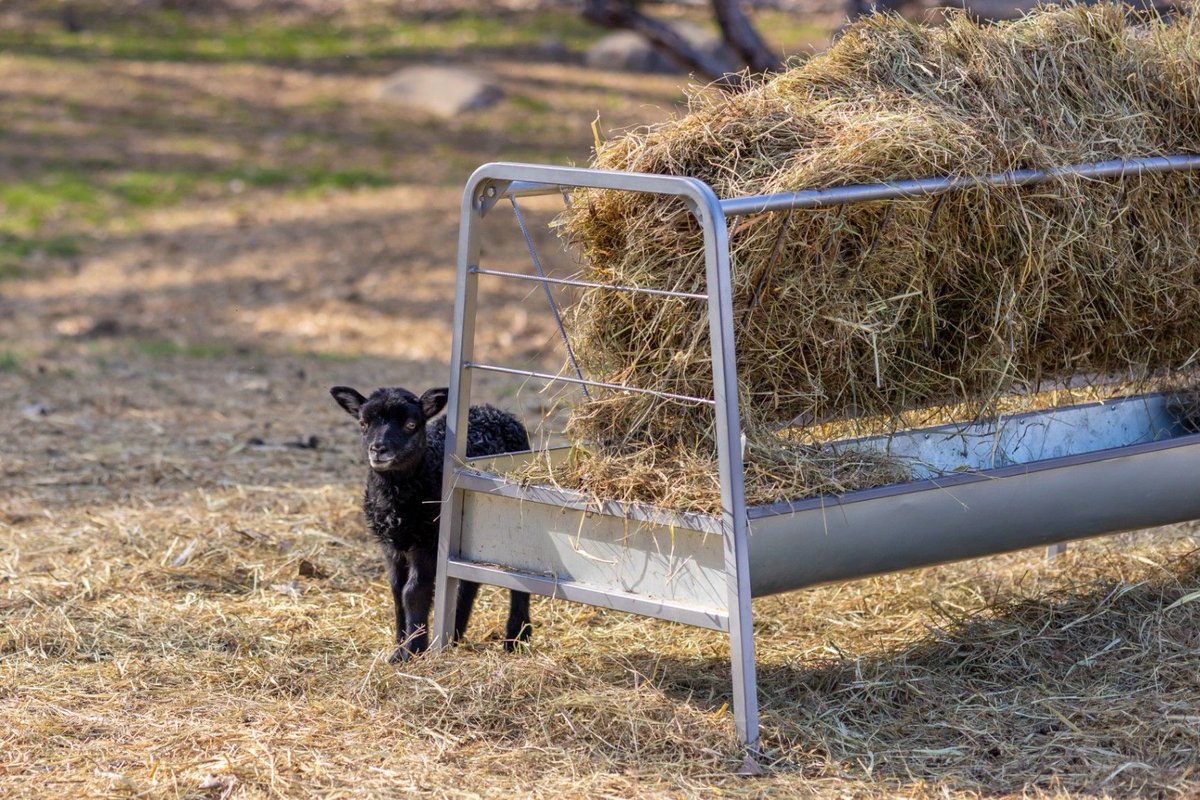 SFSheepFarm's tweet photo. If I can’t see you, you can’t see me... right? 🐑 Hide and seek: Farm edition is getting pretty serious! Just a little barnyard cuteness to brighten your feed. Hope everyone has a wonderful day! ✨ https://t.co/FQCY3i5gPR