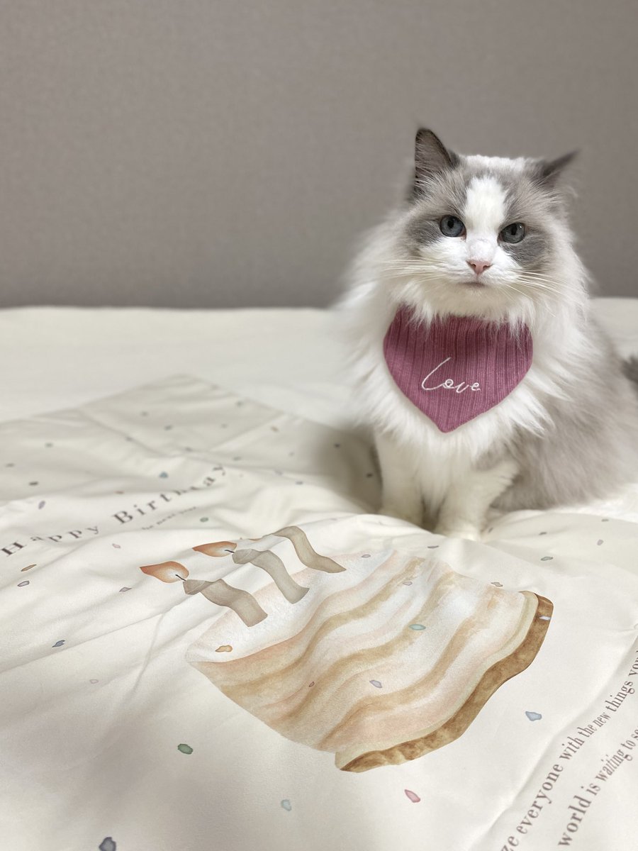 今日で7歳になりました🐱🐾 Happy Birthday🎂✨
