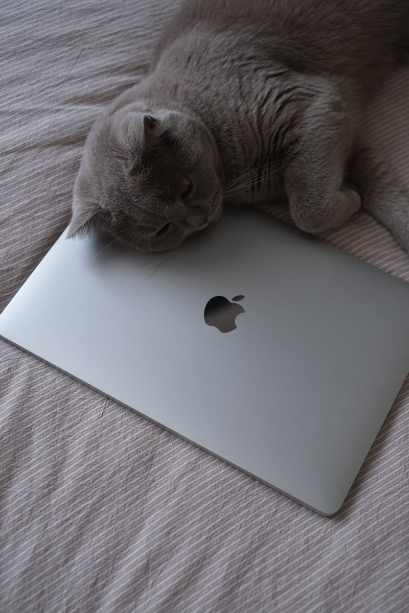 TinyCat_lib's tweet photo. Rest easy—TinyCat Webinars cover everything you need to know, so you don't need to figure it out on your own. 

Join us for a tour and Q&amp;A today (and every Wednesday) at 1:00pm EDT! 

Zoom link in the comments.

#books #libraries https://t.co/XmF8fb0vJF