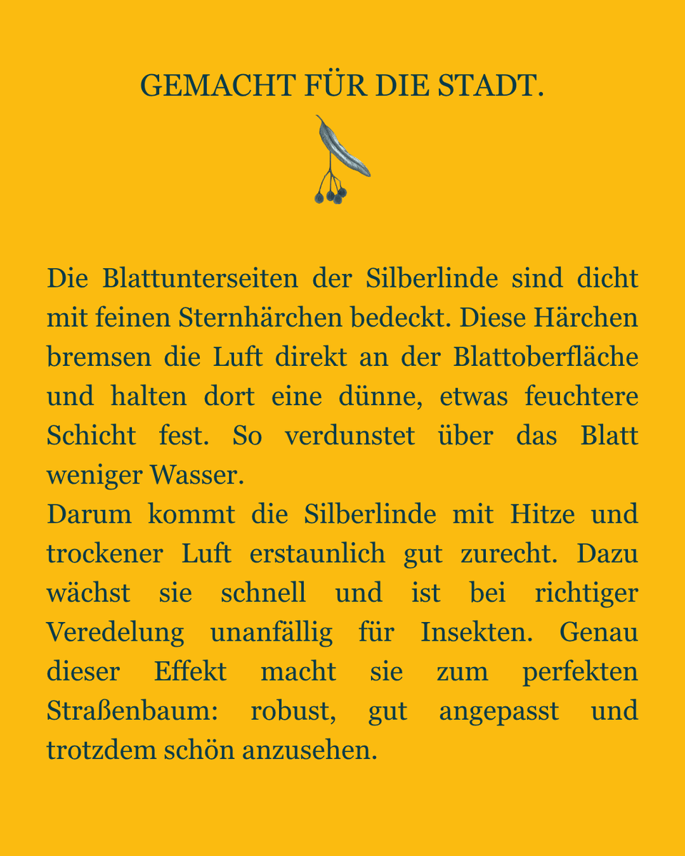 baumentscheid's tweet photo. In den nächsten Wochen schauen wir uns immer mal wieder sogenannte „Klimabäume“ an. Vorhang auf: die Silberlinde!
Weil uns immer mehr Fachleute folgen: Welcher Baum ist euer Favorit? https://t.co/skwYEjLe0U