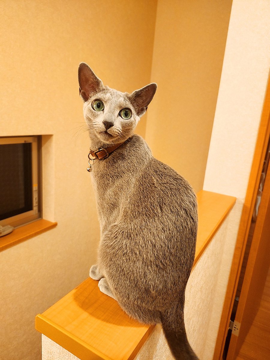 __ituka__'s tweet photo. 主は気圧に弱いので…台風前後はバッタバタ😵
#猫のいる幸せ #猫のいる暮らし
#ねこかわいいね https://t.co/RJDtPWXT9v
