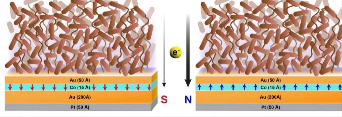 Sapio_Sukram's tweet photo. Can a #quantum property (electron spin) influence how microbes respire?
Yes, it does! Check out our new #preprint, "Spin-Dependent Extracellular Respiration" -
https://t.co/piOhDkalhW
#Microbiology #ElectronTransfer #CISS #QuantumBiology https://t.co/2xGVYDSEw9