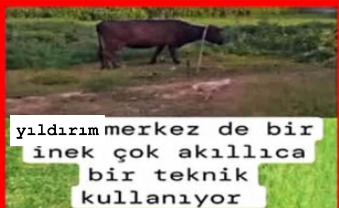 NumutExpress's tweet photo. gecgeliz abi oçuz abi munazara bok abi arkadan yağlanıyom abi sen muglaya gidene kadar abi annemin karti abi evci cik abi https://t.co/SXjHczRtna