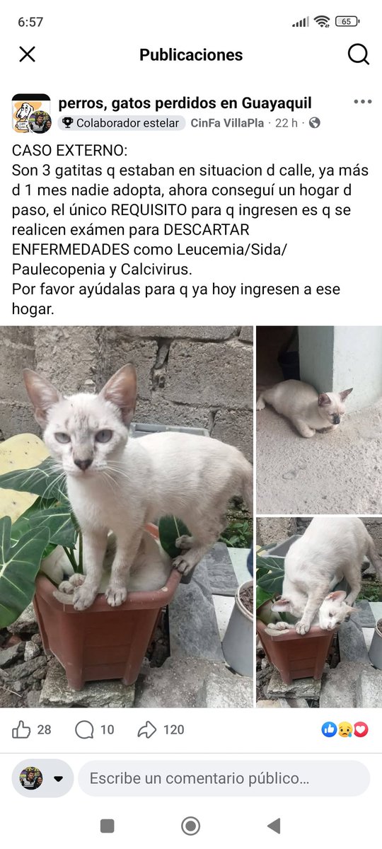 aresvilo2528207's tweet photo. Red Social X 
Haz tu magia para q estás gatitas pueda realizarse las pruebas Virales y tengan un Final Feliz en un Hogar definitivo.
Disculpen q la etiqueta Pero me urge encontrar ayuda 
@gatubelover @DefensoresAn @LFC014 https://t.co/0DCoPt160p