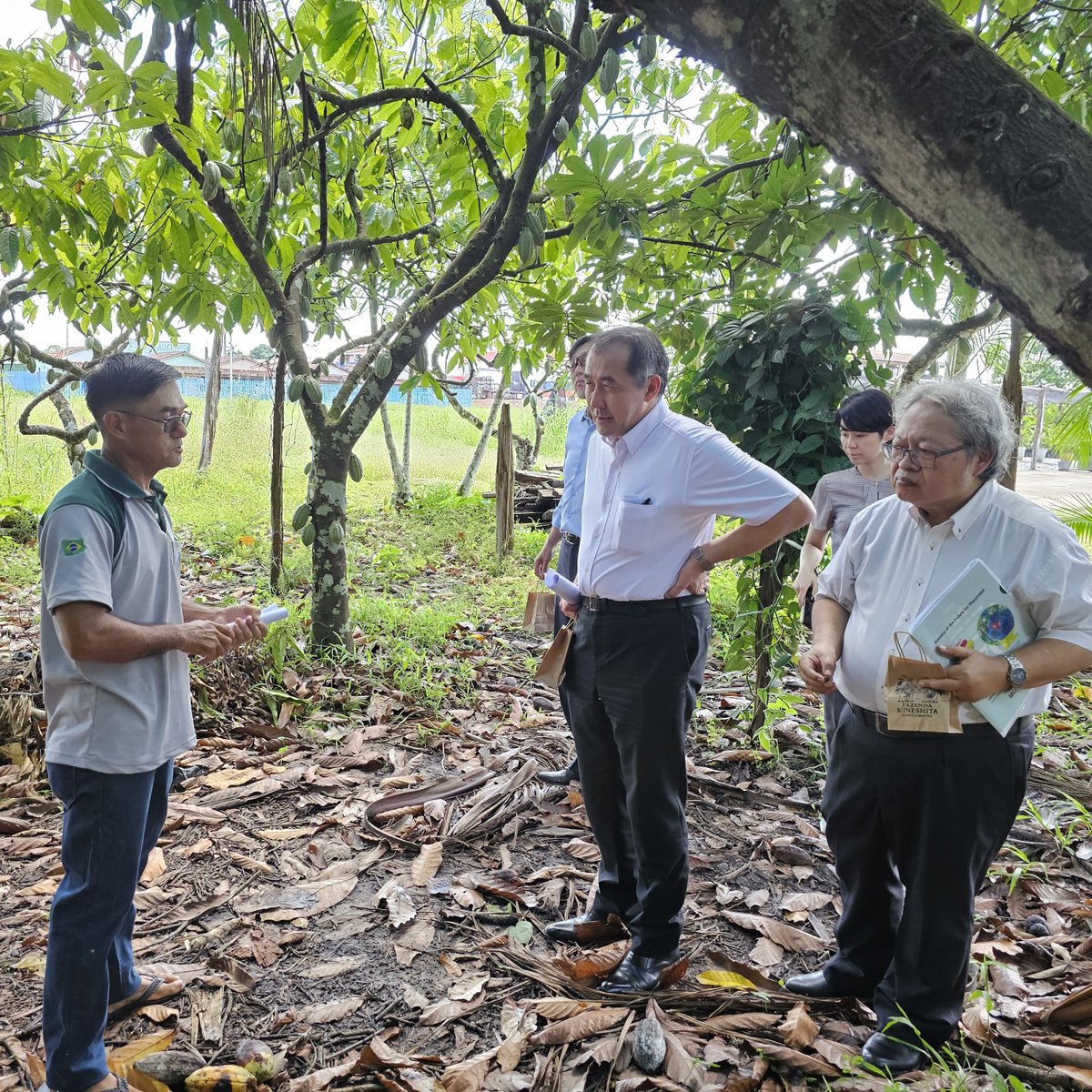 EmbJapao's tweet photo. Em quase um século de história, a comunidade #Nikkei de Tomé-Açu (PA) construiu um legado inestimável para a agricultura sustentável. Foi um privilégio conhecer de perto esse trabalho e ver a cultura japonesa cultivada no coração da #Amazônia 💚 🌱 🇯🇵 https://t.co/JnkWewCCyg