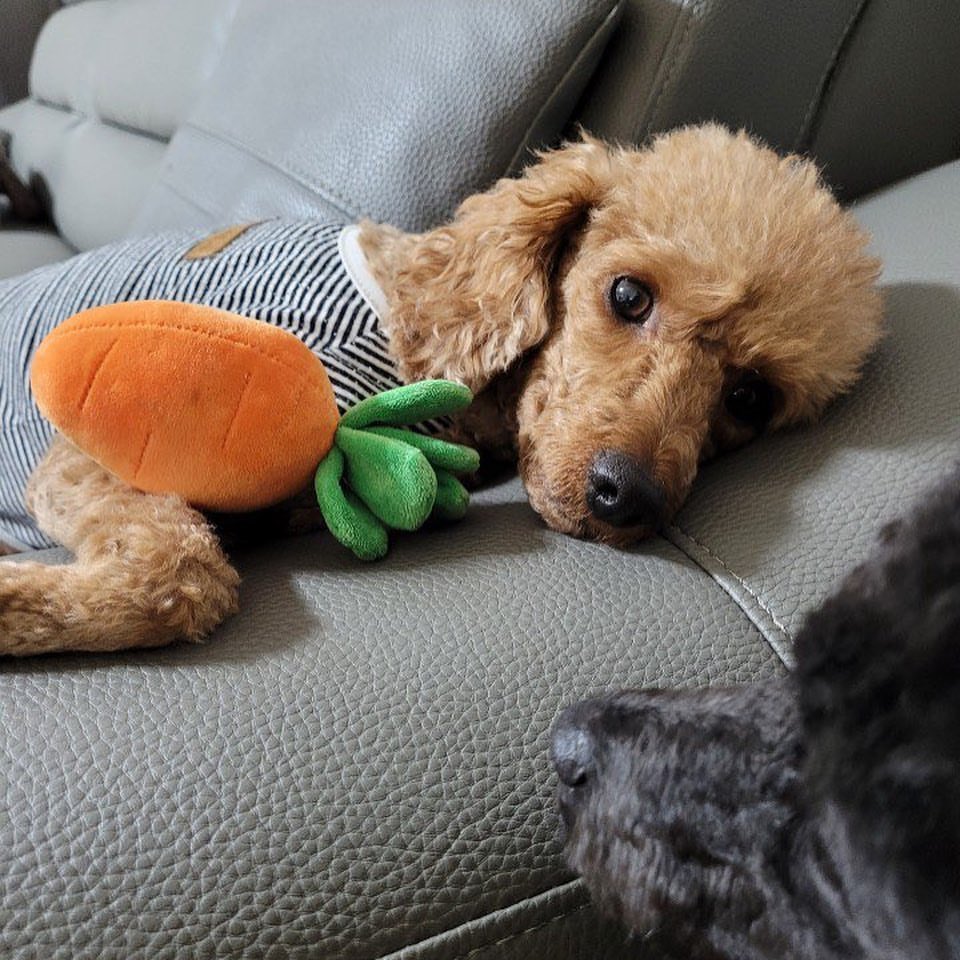 sinrryuddaeng's tweet photo. 순둥아기천사사랑행 https://t.co/v2XdBpAcrf