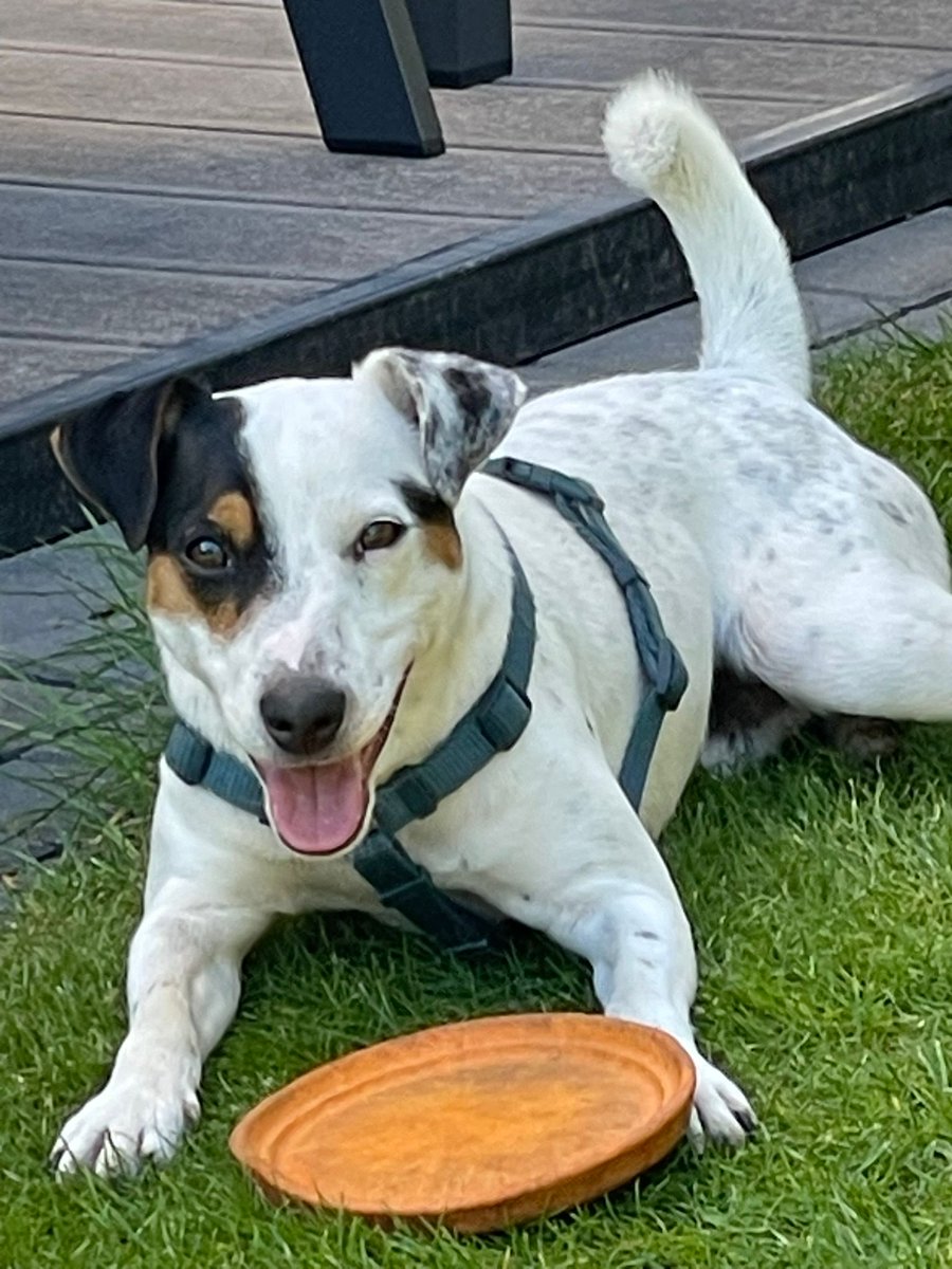 vertriebterrier's tweet photo. Parson Russell Terrier Rüde 1,5 Jahre alt sucht ein neues zu Hause. Bei Interesse bitte mich persönlich kontaktieren https://t.co/qGq9te0nuu