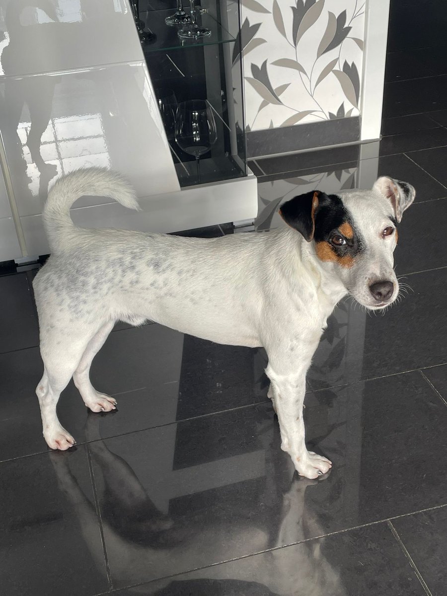 vertriebterrier's tweet photo. Parson Russell Terrier Rüde 1,5 Jahre alt sucht ein neues zu Hause. Bei Interesse bitte mich persönlich kontaktieren https://t.co/qGq9te0nuu