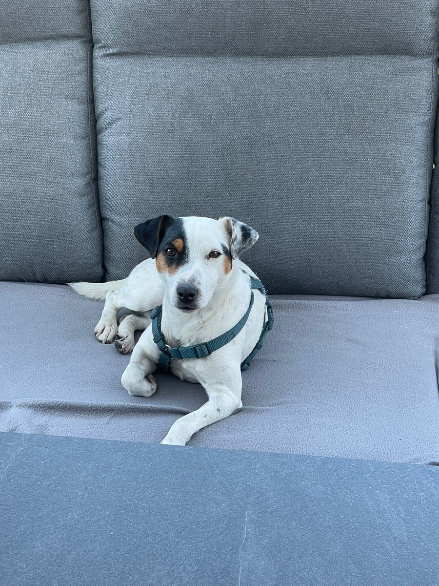 vertriebterrier's tweet photo. Parson Russell Terrier Rüde 1,5 Jahre alt sucht ein neues zu Hause. Bei Interesse bitte mich persönlich kontaktieren https://t.co/qGq9te0nuu