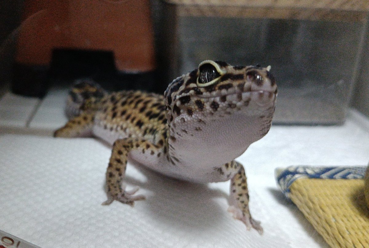 hunter_720's tweet photo. キャスちゃん今夜も可愛いねぇ🥰
#レオパ https://t.co/lZIhAAiZ11