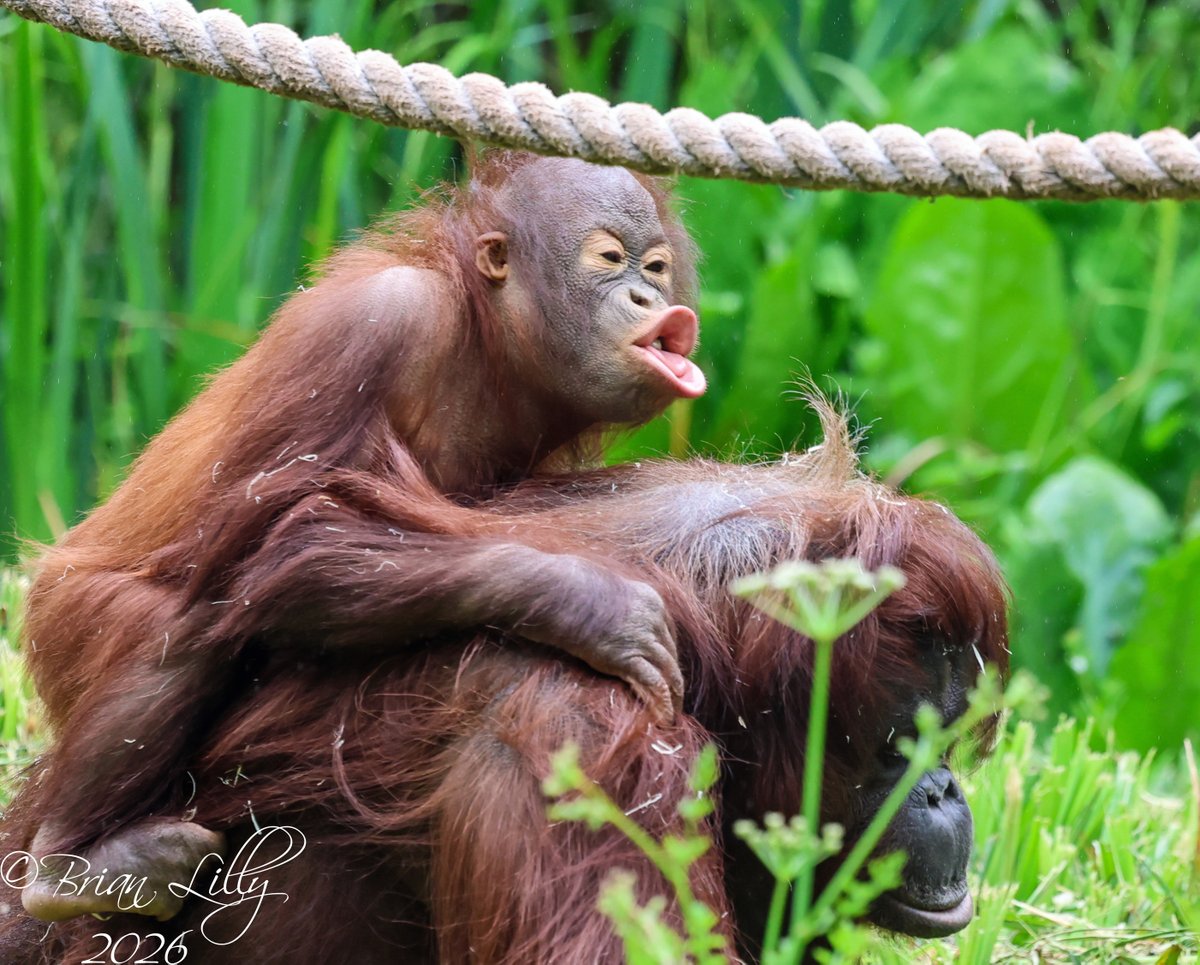 brglilly's tweet photo. Ranbi trying to catch the rain in his mouth @PaigntonZoo #orangutan #primates https://t.co/Qdcd9DlqEA