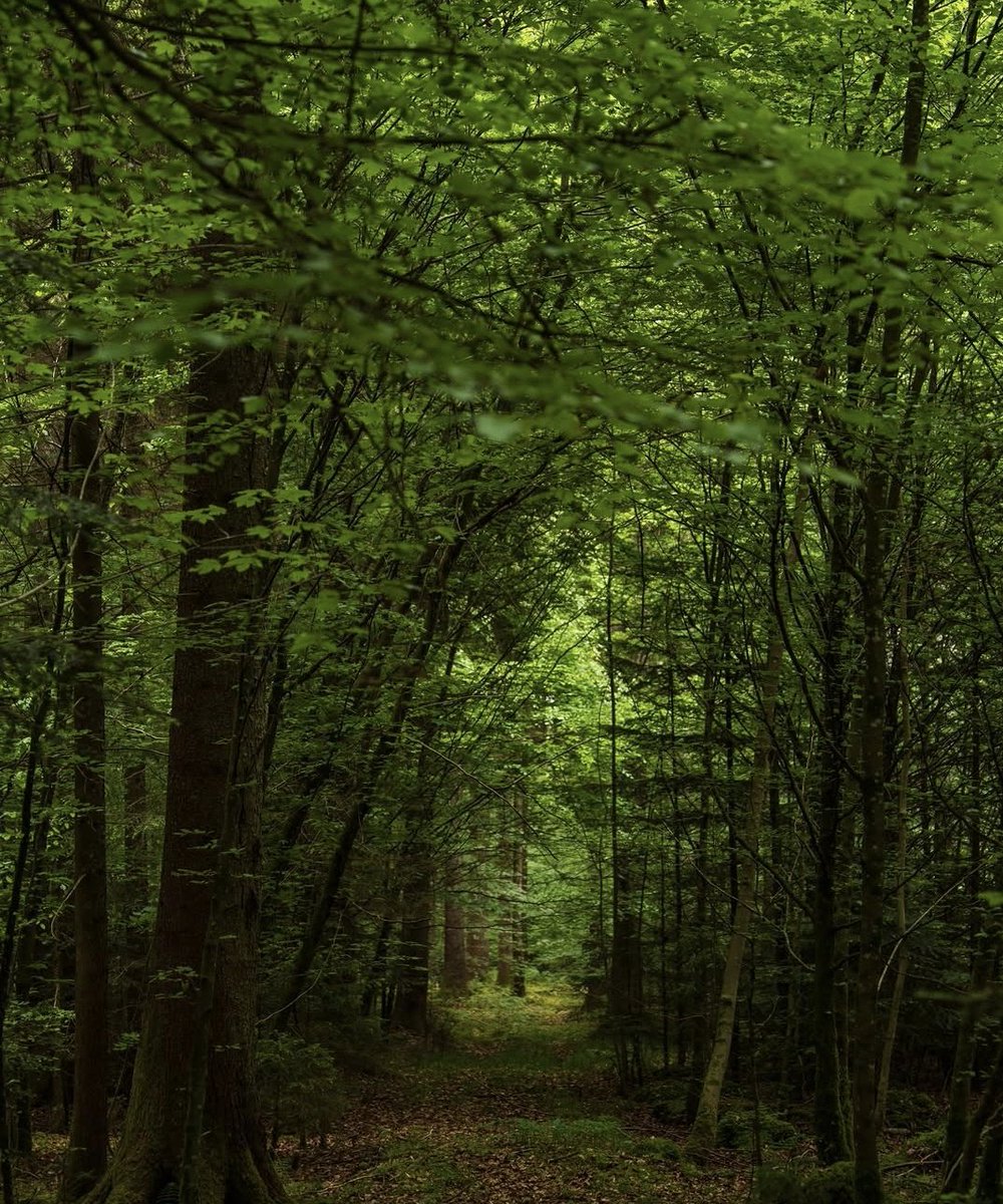 silenttearthh's tweet photo. Step into a lush and peaceful atmosphere https://t.co/jtRPPsGQQ0