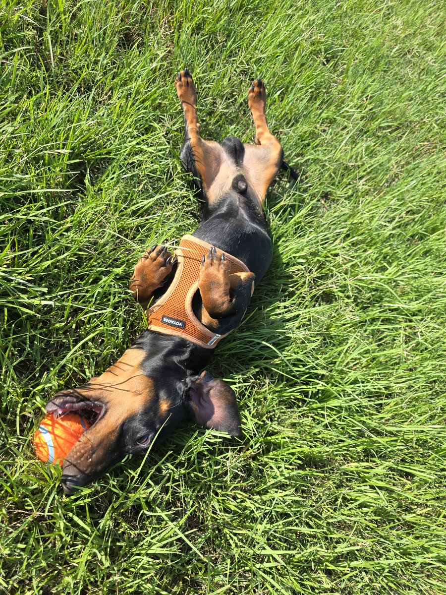 pilotboy2018's tweet photo. This is a crazy dog. He loves the grass and the ball! https://t.co/vqrvwG3hGK