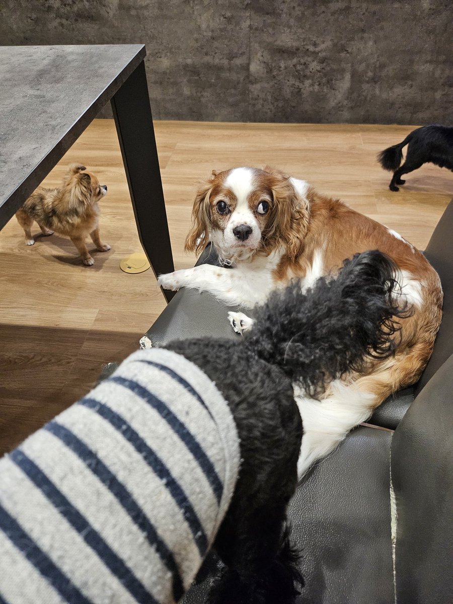 P1Gt6's tweet photo. ワンズわちゃわちゃ会
去勢した #トイプー 樹
もう犬御殿w
今、探してるのは犬と泊まれる宿
多頭飼い何匹まで
制限あるから厳しい。
チラ見で写る #パグ ヤスくん
#犬好き #多頭飼い #フォロバ100 https://t.co/PgdscPRaAY