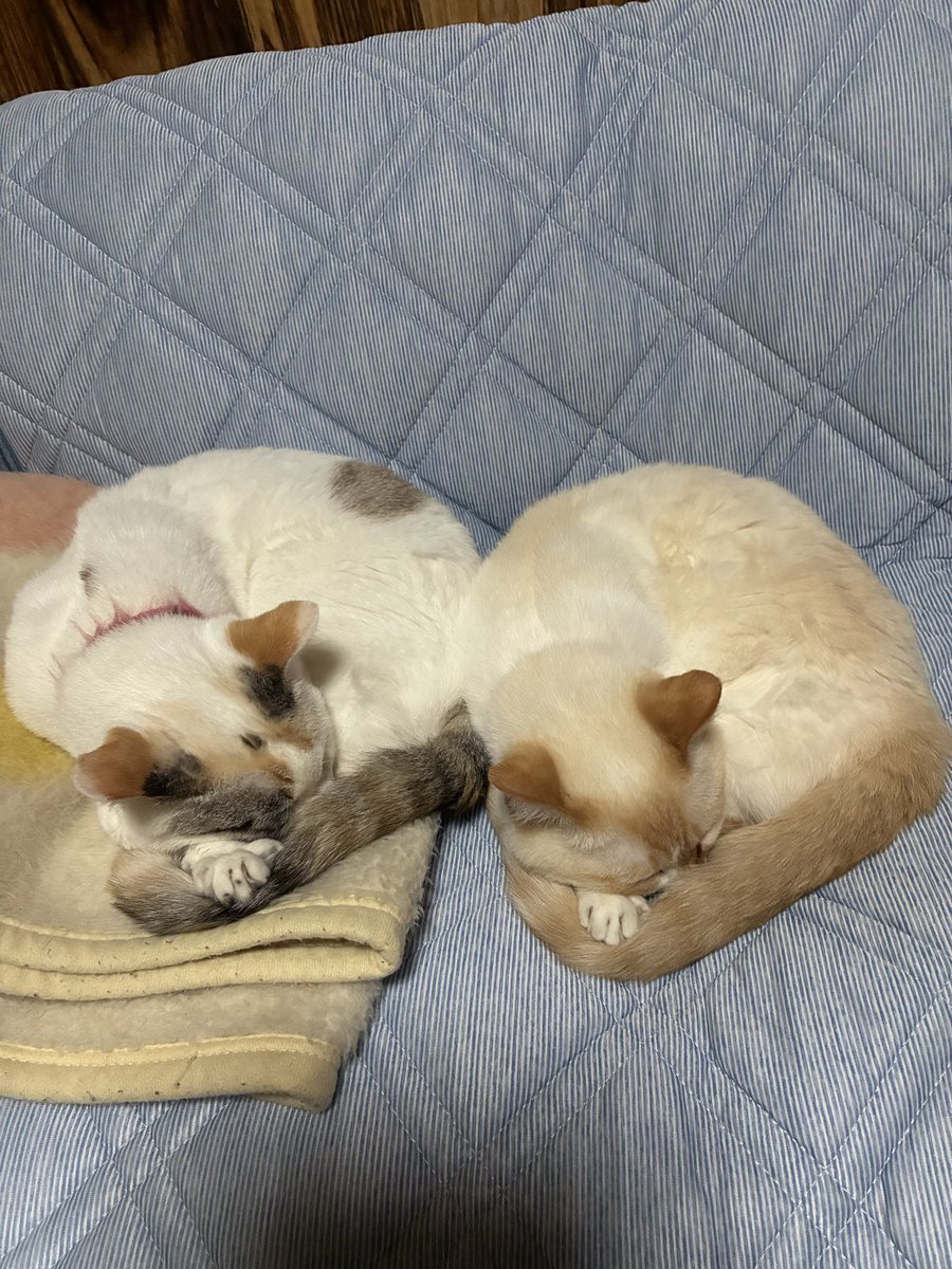 08celestial's tweet photo. シンクロナイズド睡眠グ🐱ྀི🐱ྀི🐱ྀིニャ～

 #猫さんと暮らす https://t.co/o9UlfBUrAt