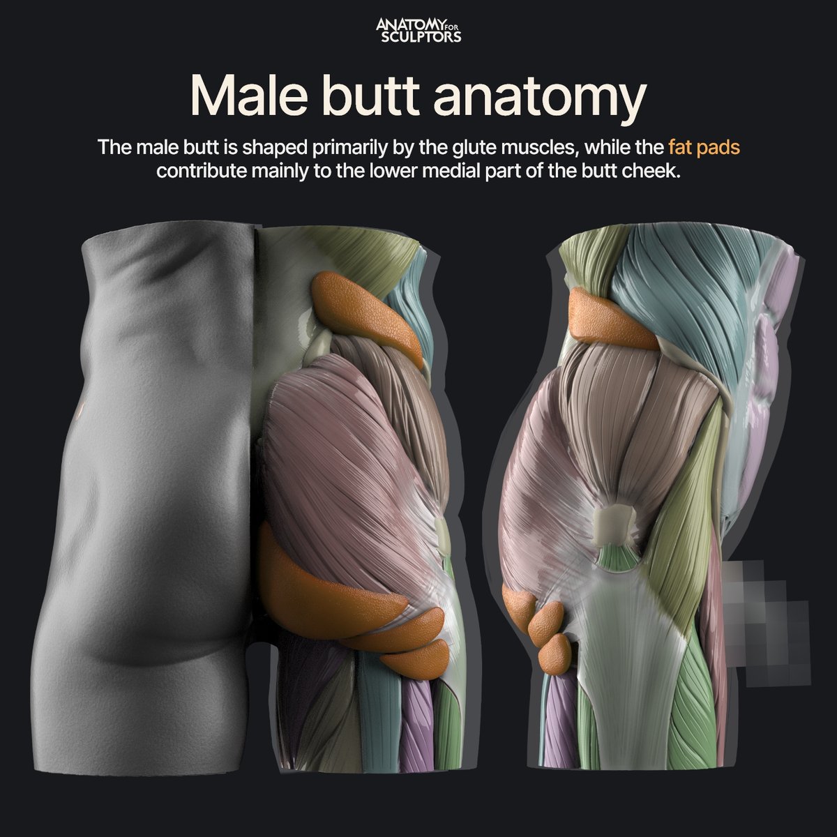 A4Sculptors's tweet photo. Unlike the female butt, which is mainly shaped by fat pads, the male butt is shaped primarily by the glute muscles. This creates a more angular appearance, with the underlying muscles visible in the surface forms. #anatomy #characterdesign #3dmodeling https://t.co/b9xgZv9onC