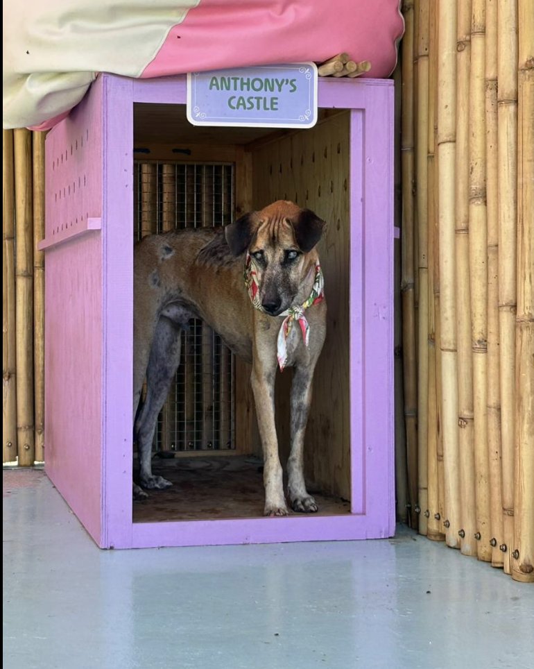 wearehappydoggo's tweet photo. We are Happy Doggo! 🐶

We often get asked what’s the best ways to support our work helping street dogs…

❤ A monthly donation helps us sterilize, treat and help thousands of dogs a month….

https://t.co/ZxgG51p2ae

📬 Or subscribe to become an exclusive member on our YouTube and receive extra content / early access to Happy Doggo news - just tap the join button!

https://t.co/XQrII0Mbe4

It’s as simple as that!