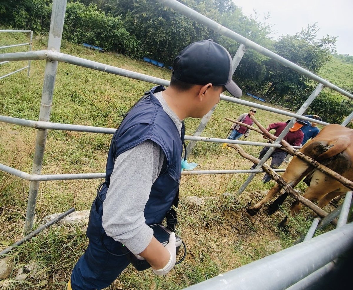 Agricultura_CZ7's tweet photo. #Loja | El #MAGP a través de la Oficina Técnica #Macará y en coordinación con el proyecto #PROFOSPE, realiza diagnósticos de preñez en bovinos mediante ecografía.
#ElNuevoEcuador 👩🌾👨🌾🐄 https://t.co/Mbtj66ELX4