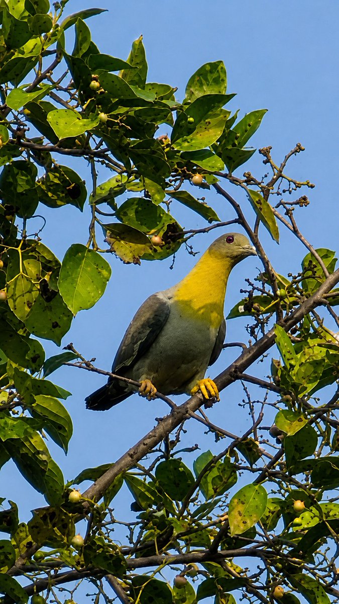 2mindfullness's tweet photo. यो चरो संग पनि चिनजान गरौं त!
Name this bird? https://t.co/n2wor9tsfe