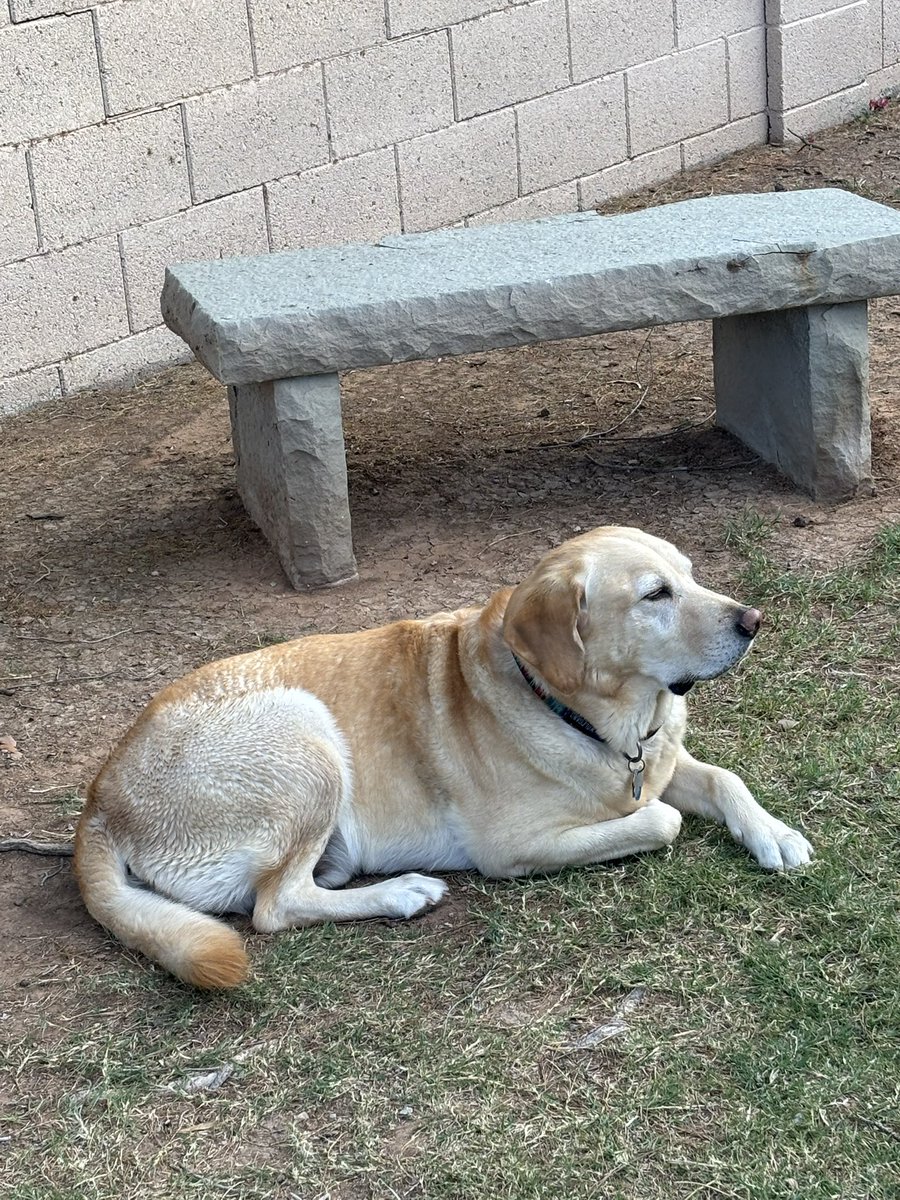 MichaelESmith's tweet photo. @sampson_dog Kino says Happy Birthday! https://t.co/N6doODw2pu