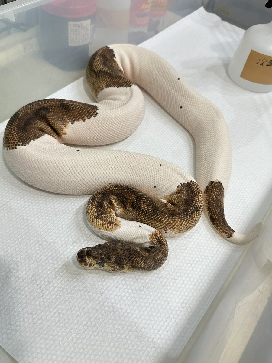 angersnake's tweet photo. 融合したいけど残念ながら両方♀💦
#ボールパイソン https://t.co/Mo4q8HYo1h
