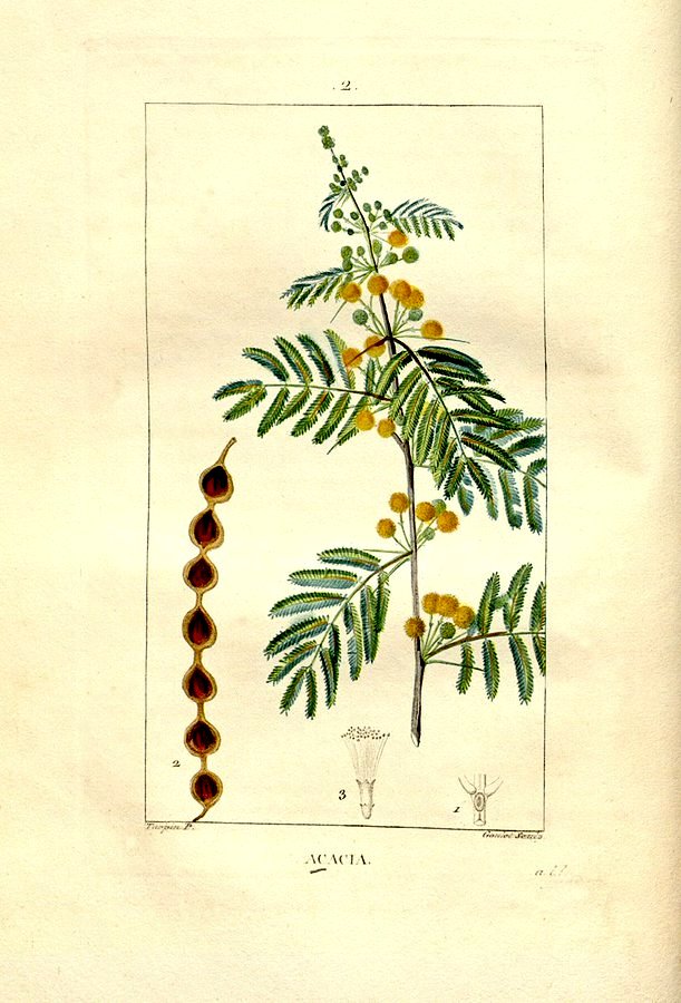 JeanMarcBECHE's tweet photo. Jour républicain de l'ACACIA ce 14 PRAIRIAL du calendrier révolutionnaire (An 234) et, aussi, le 3 juin de 2026 après JC 🏛🇫🇷🗓️🌿🧐 https://t.co/xkIL3qqpfE