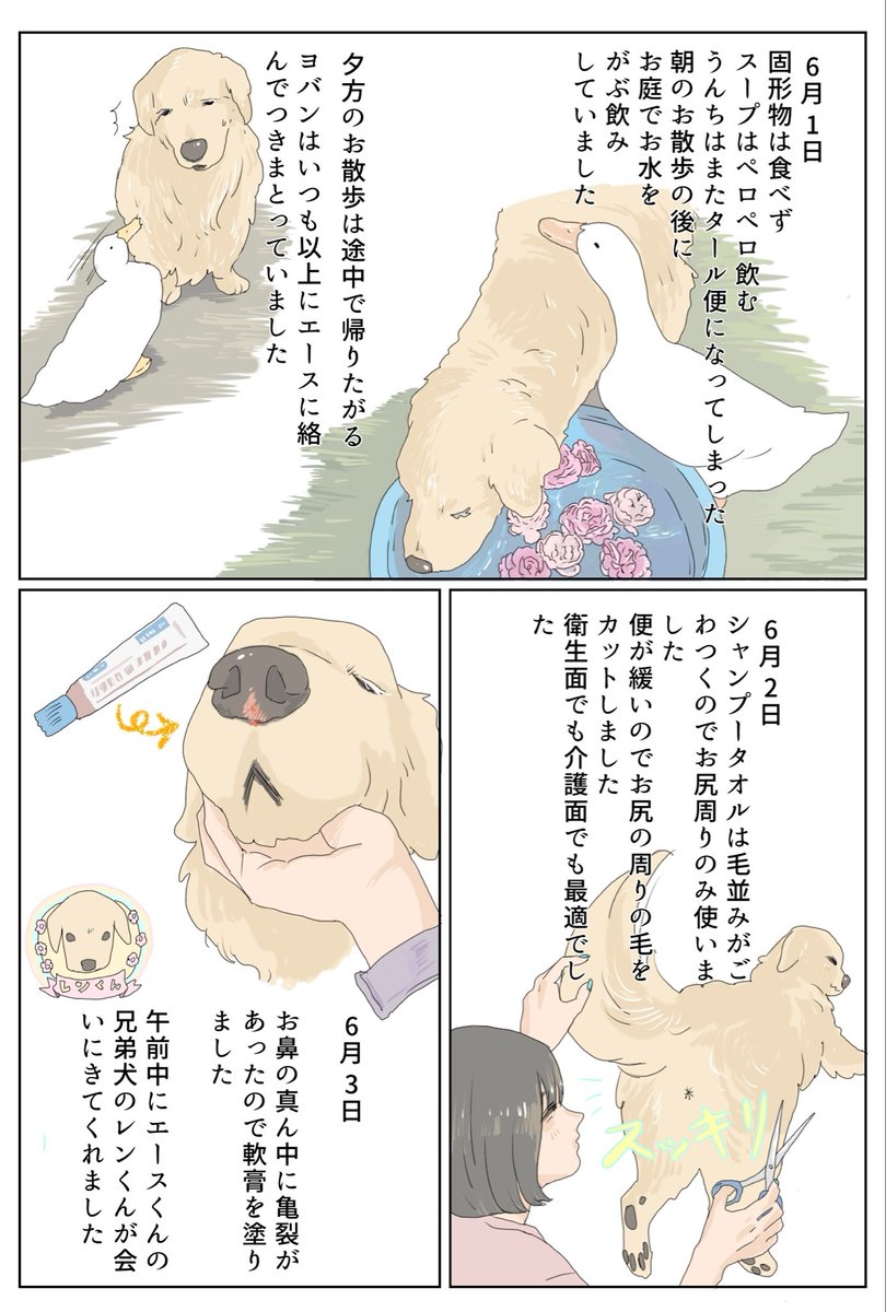 6月3日は最後のお散歩の日でした?いつかこんな日が来るって分かっ 