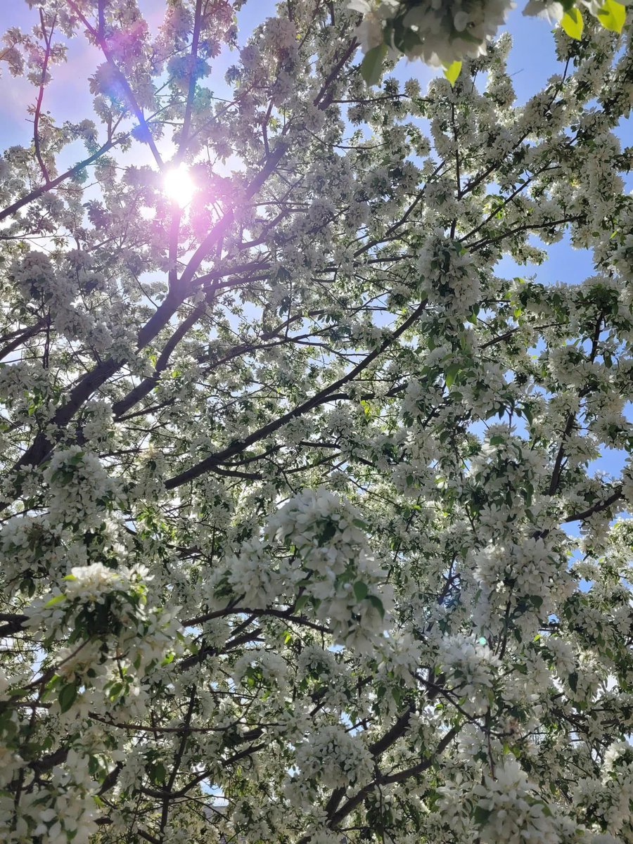 valhattan's tweet photo. some mornings 🤍🌼💙 https://t.co/vqyr4WT7kQ