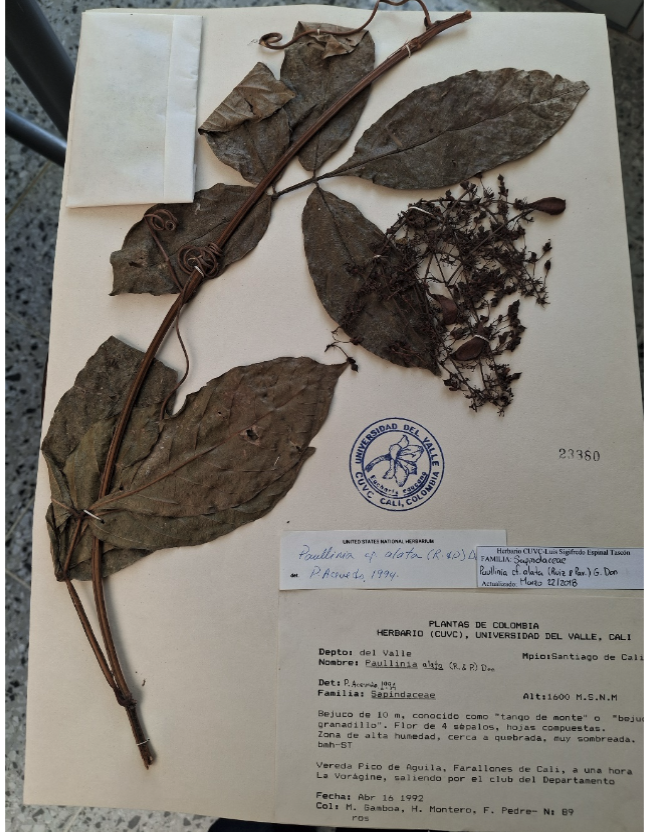 Revista_MUTIS's tweet photo. #RevMutis | «Flora Farallonensis V. Sapindales del bosque montano bajo de Pico de Águila (Cali, Colombia)» de Miguel A Gamboa-Gaitán
#Tapiriramyriantha
#Toxicodendronstriatum
#Caspicaracho
#CupaniaAmericana
#EditorialUtadeo
https://t.co/7k17qQpVRG https://t.co/yKMzH8zXZD