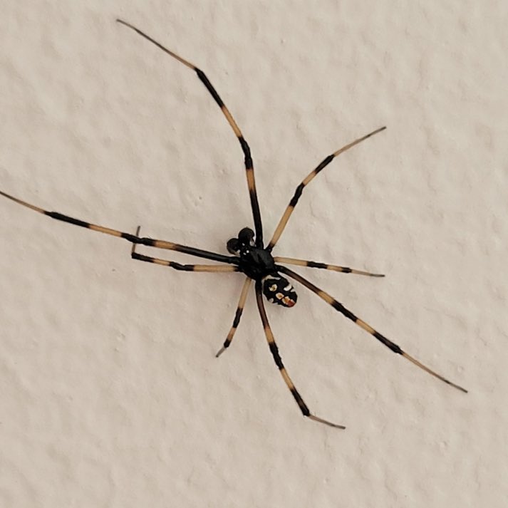 sunmichael224's tweet photo. Male black widows have evolved a clever strategy: they detect chemical cues (pheromones) in a female’s silk that signal how recently she’s eaten. 
By preferring well-fed females, they lower the odds of becoming her next meal during or after mating.
Nature’s version of risk assessment in the wild.​​​​​​​​​​​​​​​​​​​​​​​​​​​​​​​​​​​​​​​​​​​​​​​​​​
What a lesson!🤔