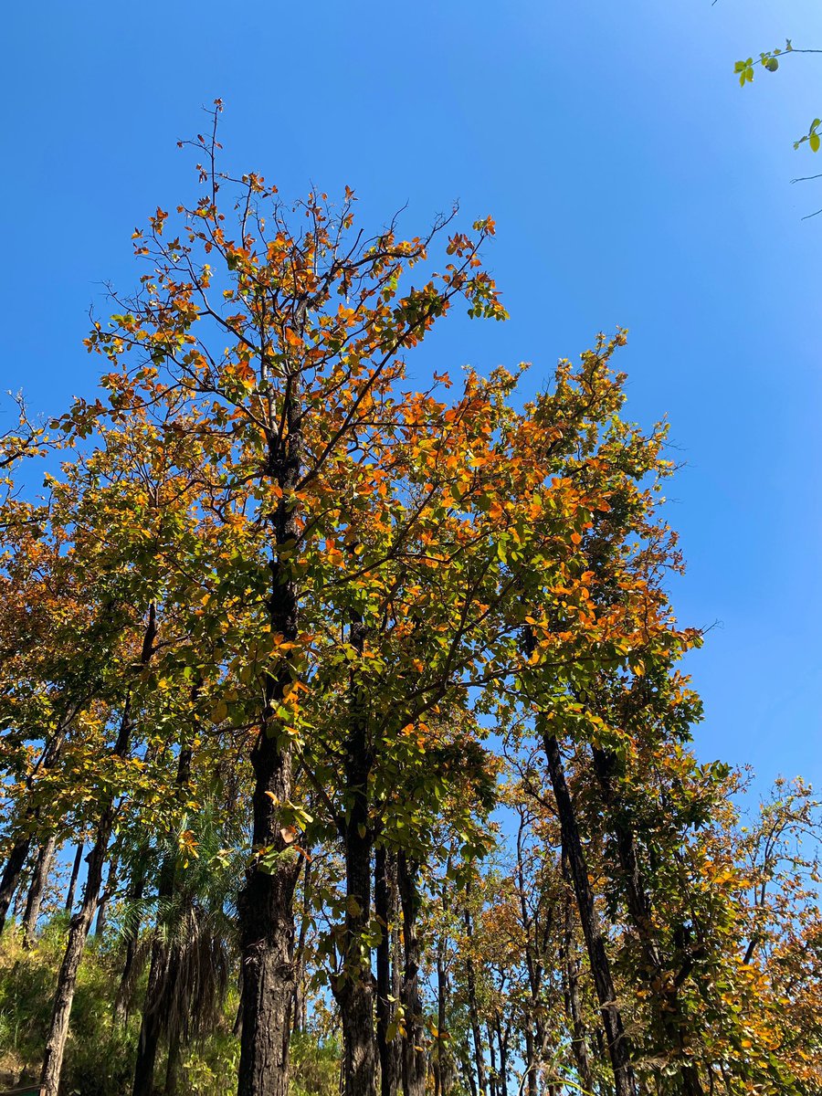 Naa_Cheese's tweet photo. The Uttarakhand govt in its infinite wisdom has decided to cut 700 of these trees in Kimadi, Dehradun to make way for a broader road for tourists to reach Mussoorie faster. https://t.co/sPb9Fit0p8