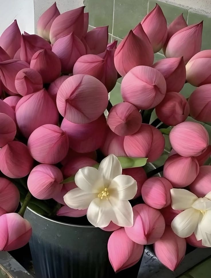 dreamyflowerrs's tweet photo. lotus flowers https://t.co/StfTTUJzdX