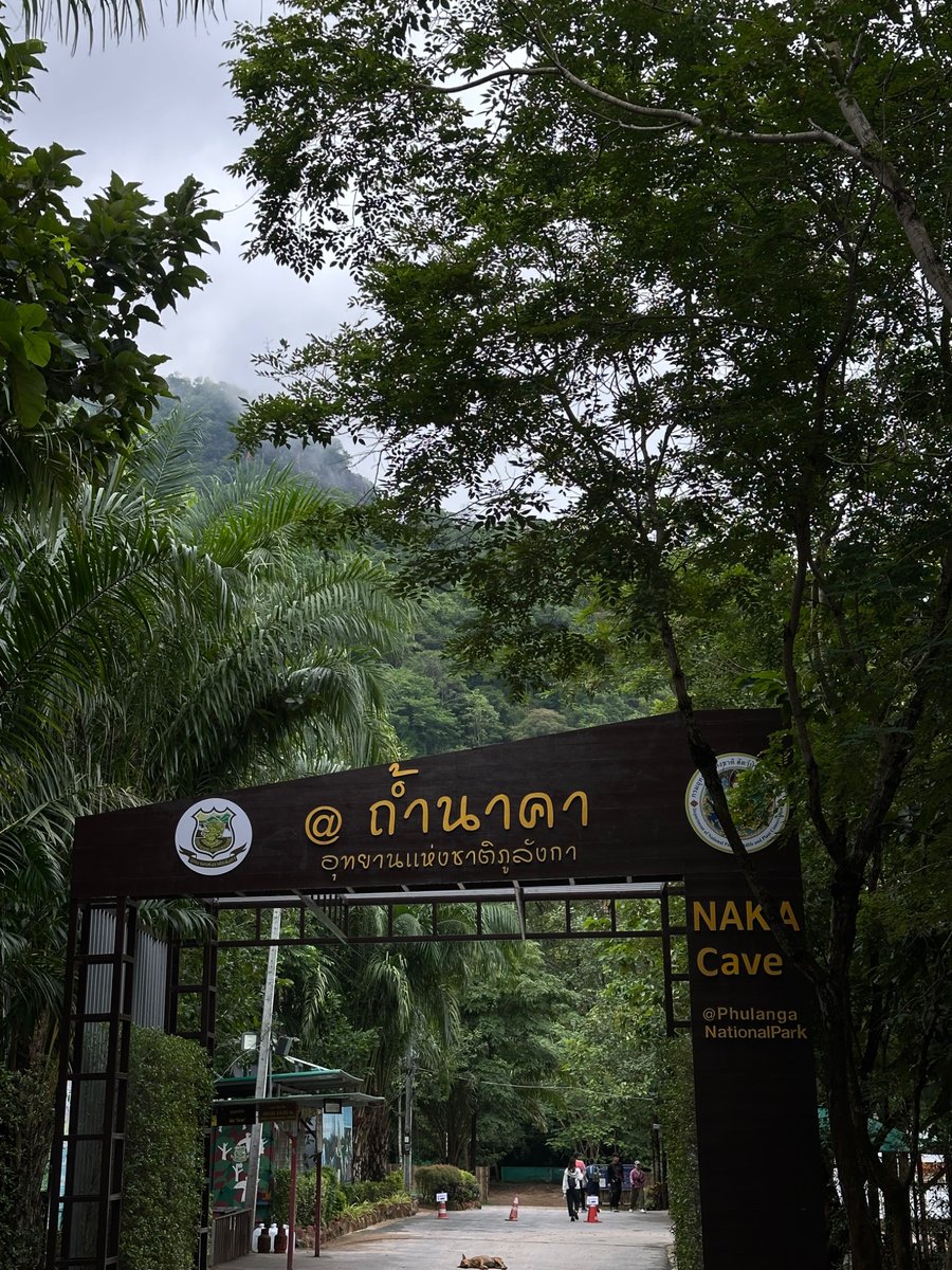 Dekchaikumkom's tweet photo. ถ้ำนาคาหน้าฝนคือที่สุดของความฉ่ำ ป่าเขียวแบบตะโกน อากาศเย็นสบายมีหมอกคลอเช้าๆ เกล็ดพญานาคตอนโดนน้ำฝนคือลายชัดและดูขลังมาก สายมูสายลุยต้องมาช่วงนี้เลย คนไม่เยอะเท่าช่วงหน้าหนาว https://t.co/BlJh6FFWw9