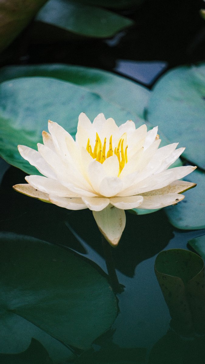 TouchZJ_YesOrNo's tweet photo. Found Monet’s water lilies in Hangzhou! 🪷Water lilies at Hangzhou are in peak bloom. Pure magic! ✨ #达人带你看杭州 #Touch杭州Walk中国 #Hangzhou #NatureLovers #SummerVibes #China #Photography #Monet #waterlilies #WestLake #Colorwalk https://t.co/gqZIRBJKgh