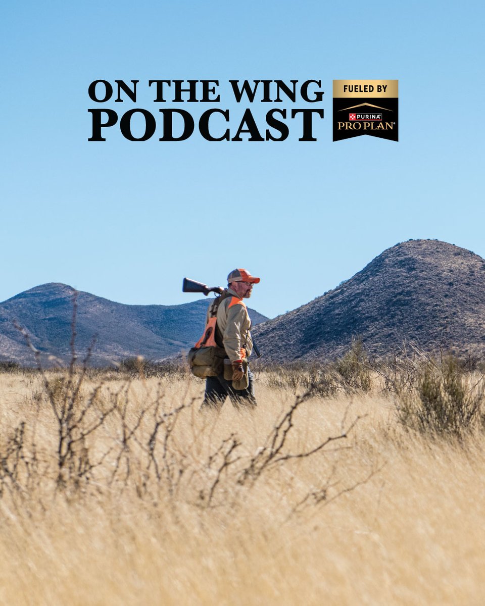 quail4ever's tweet photo. Monsoon rains, desert grasslands, and wild coveys collide in Arizona’s ambitious quail restoration effort.
 
Arizona’s quail country is bigger, rougher, and more alive than most hunters realize. In this conversation, the crew behind Quail Forever’s Arizona Quail Initiative breaks down how large-scale habitat restoration is shaping the future of Gambel’s quail, scaled quail, and Mearns’ quail.

Listen now at the link below or wherever you get your podcasts. 
https://t.co/z1TsPCwj5m

“On the Wing Podcast” is proudly fueled by @ProPlan