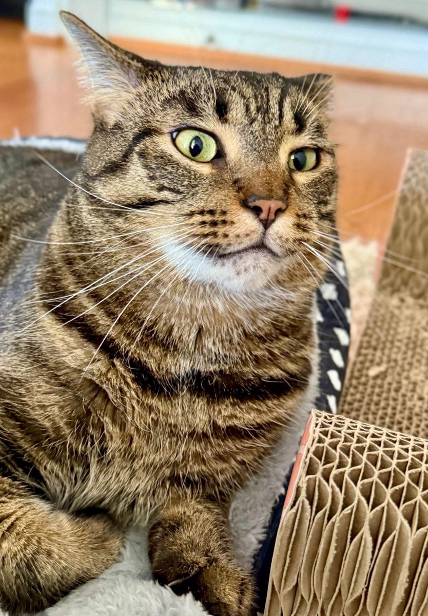 MissyBBBobtail's tweet photo. Cats are both unhinged and
self-aware at the same time.  They know what they are about to do is crazy, but also.. they are going to do it anyway. https://t.co/H1UgTfFTdx