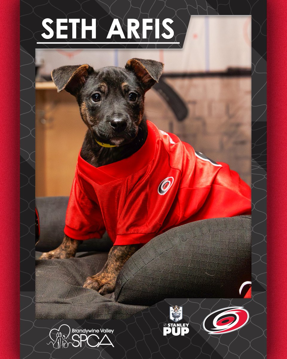 NHL's tweet photo. STANLEY PUPS ARE BACK! 🐶

Tune in Monday, June 8 at 9:30p ET on @truTV and @hbomax in the U.S. and at 8p ET on @Sportsnet 360 in Canada. #StanleyCup 

@HaloCollar | @BISSELLclean | @BrandywineSPCA https://t.co/fhS0VCJq98