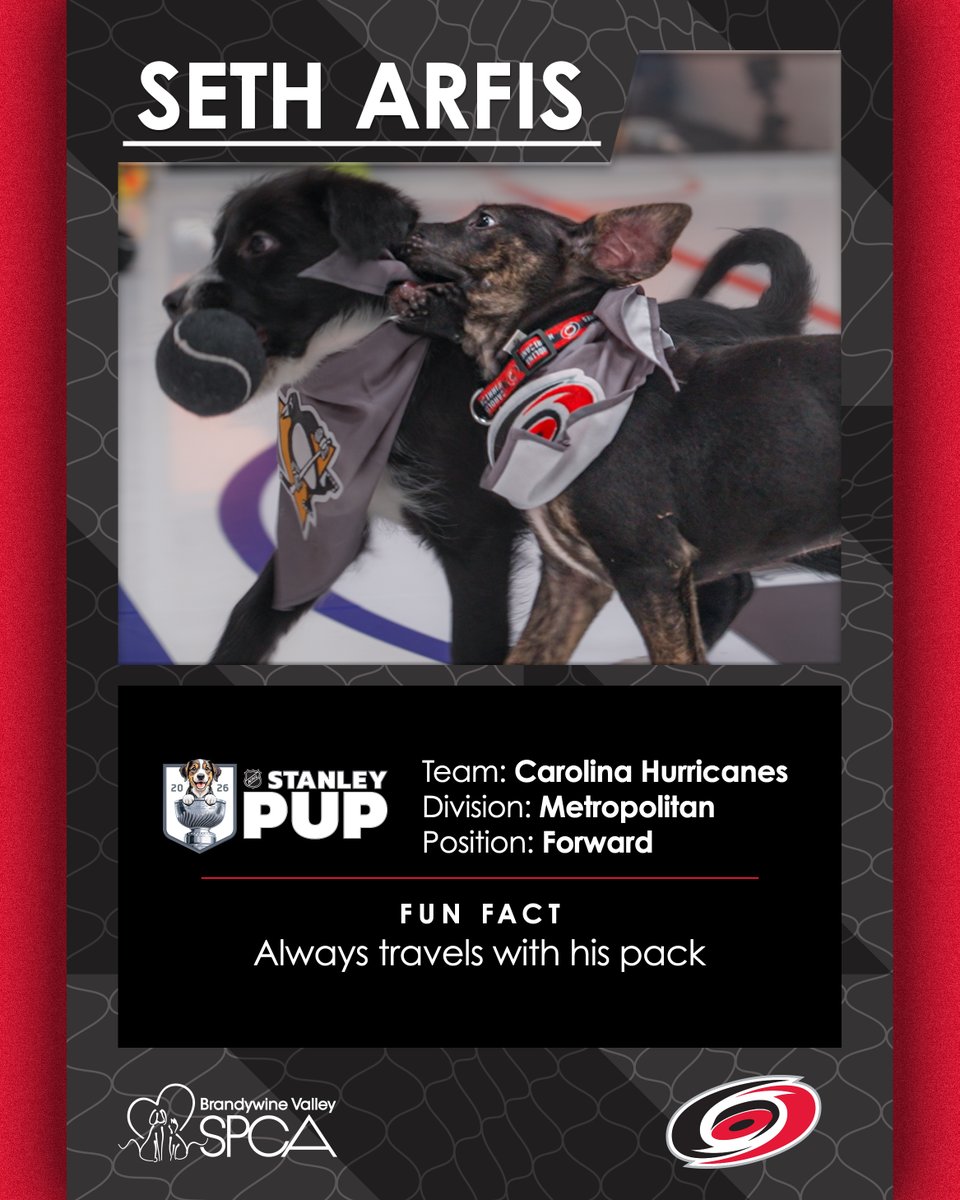 NHL's tweet photo. STANLEY PUPS ARE BACK! 🐶

Tune in Monday, June 8 at 9:30p ET on @truTV and @hbomax in the U.S. and at 8p ET on @Sportsnet 360 in Canada. #StanleyCup 

@HaloCollar | @BISSELLclean | @BrandywineSPCA https://t.co/fhS0VCJq98