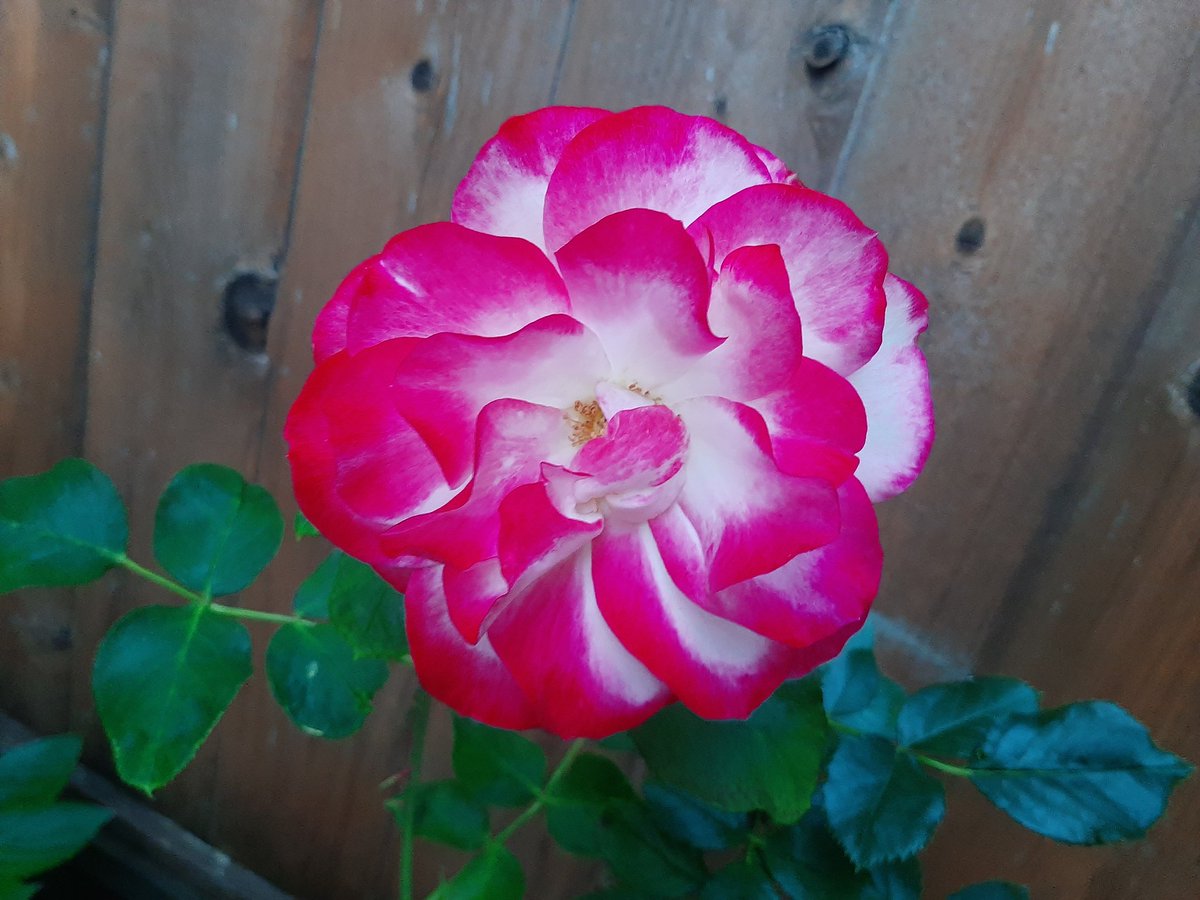 AaronRedwolf513's tweet photo. Good morning Folks! ☕ 

There are very, very, rare occasions where it'd be cool to be able to send a scent out digitally, but these roses are as fragrant as they are beautiful.🌹

Have a great Wednesday eh 🤙 https://t.co/bFhgezP7M3