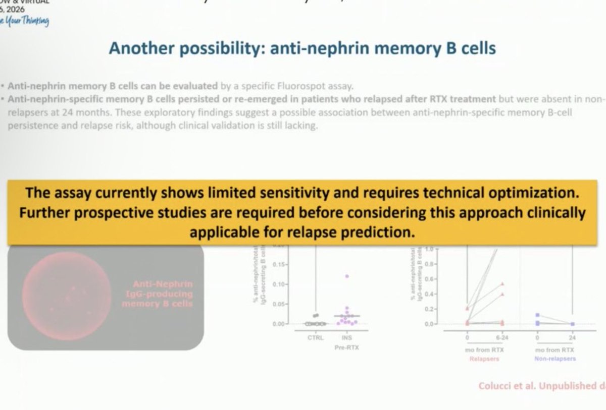 Abdelhamed6261's tweet photo. Anti Nephrin may be not for practice https://t.co/XIGDjrh39z