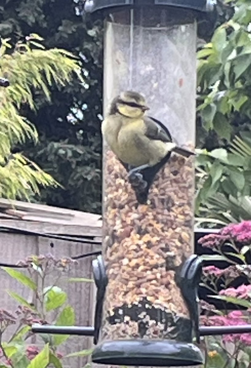 JudithandTinks's tweet photo. @Hedgewatchers Mummy hasn’t been able to build anything today but she re-stocked all the feeders for the birds and will make sure the hedgehogs have something tonight. #30dayswild https://t.co/3gAlnfSu9J